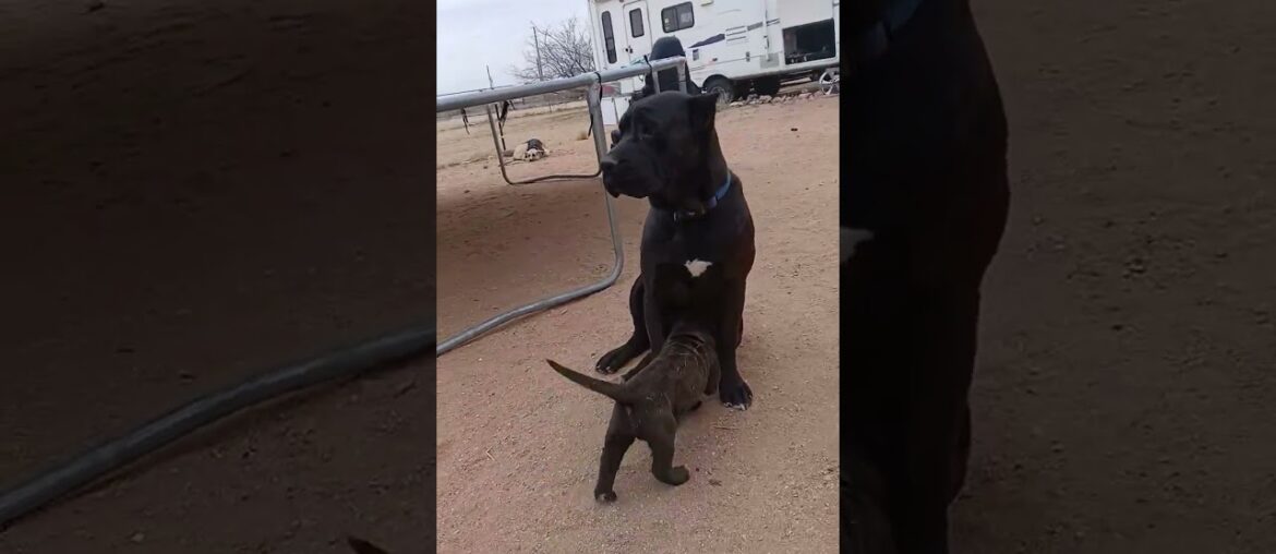 #canecorso #puppylove #puppies #viral #homestead
