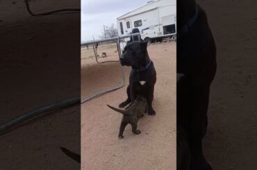 #canecorso #puppylove #puppies #viral #homestead