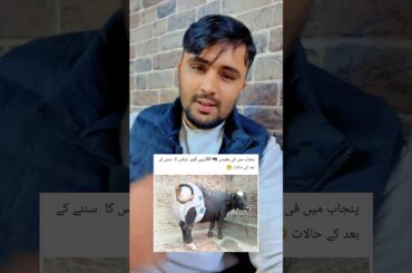 Bhanso k gobar par Tex well done govt Pakistan 😳😄 #gourmet #pakistannews #pakistanipolitics