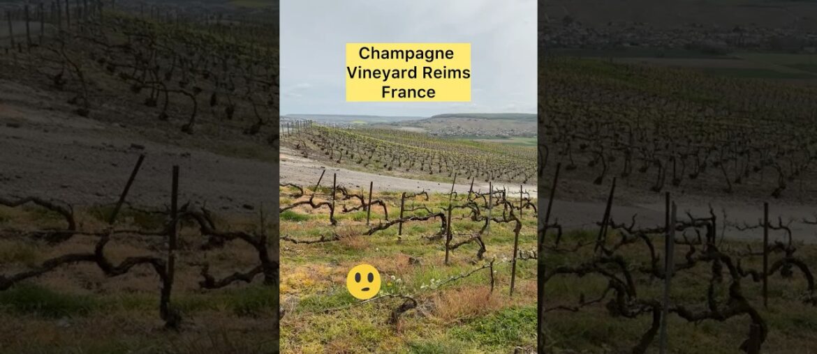 Welcome to Champagne Grape 🍇 Vineyard  Reims France 🇫🇷 #grapevine #vineyardtour  #grapeharvest