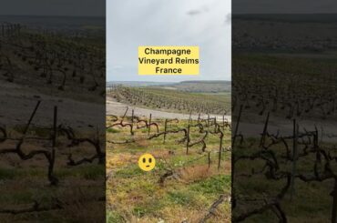 Welcome to Champagne Grape 🍇 Vineyard  Reims France 🇫🇷 #grapevine #vineyardtour  #grapeharvest