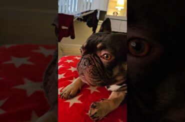 Air flavoured Gourmet meal 😋