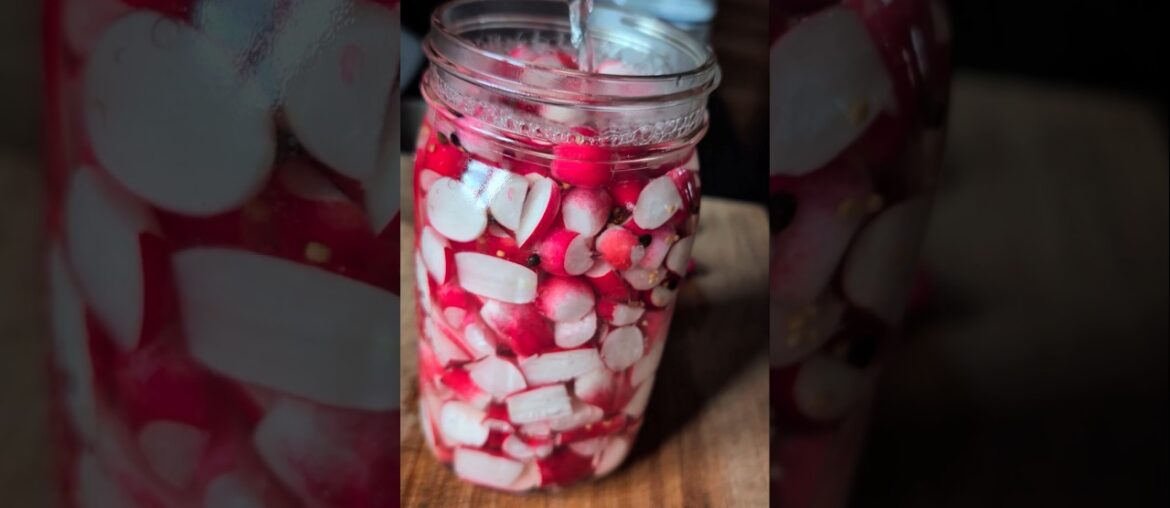 Pickled French Radishes for Refrigerator #radish #pickledradish #greenhouse #harvest