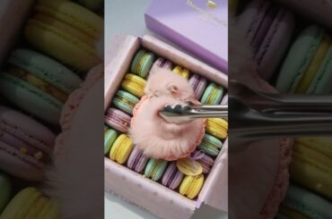 The Most EXPENSIVE Macaron in Paris! 🇫🇷🐾 | Surreal Dessert Reveal