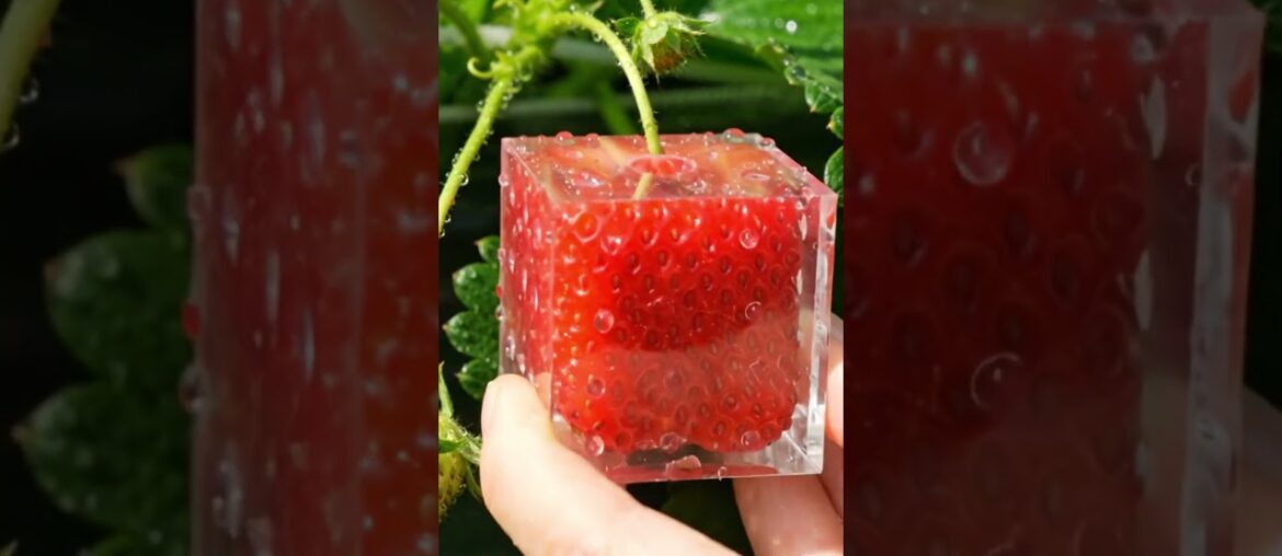 Snapfruit:Square Strawberry Transformation: From Growing to Gourmet.