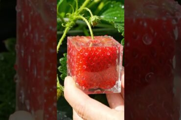 Snapfruit:Square Strawberry Transformation: From Growing to Gourmet.