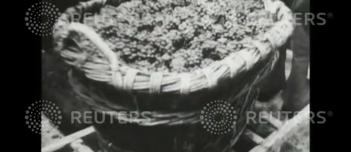 1947 Harvesting and production of grapes in the wine districts of France