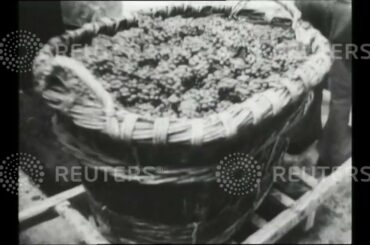 1947 Harvesting and production of grapes in the wine districts of France