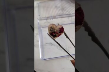 Gourmet ice cube restock 🧊💙