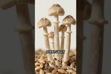 The Town That Was Poisoned by Its Own Wine #history #facts #historyfacts