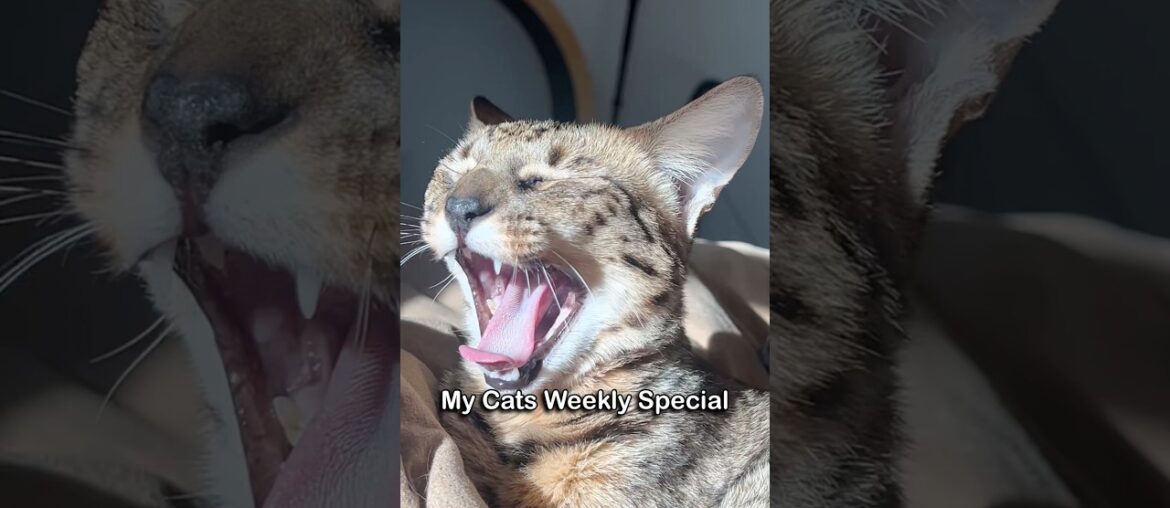 My Cat Refused Her Gourmet Dinner