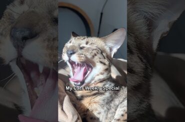 My Cat Refused Her Gourmet Dinner