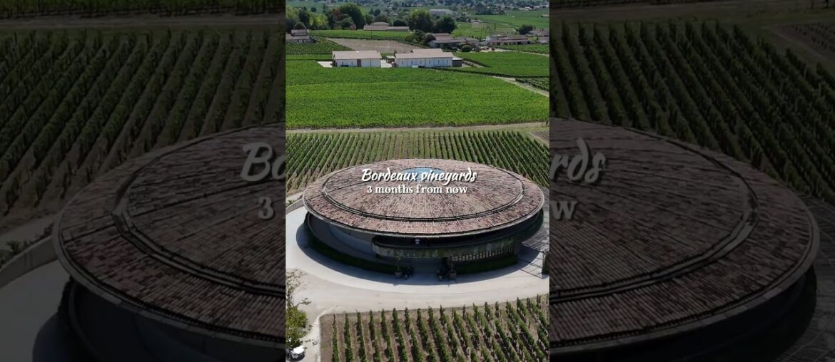 Three months from now, the Bordeaux vineyards will be in full bloom. 🌿🍇