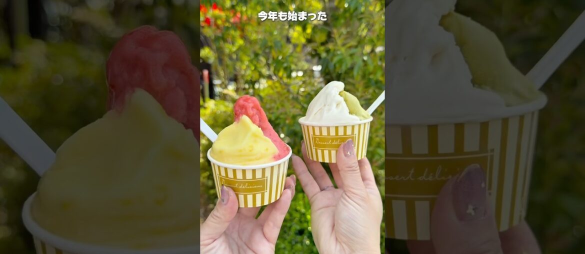 今年も始まった、リヨンで腕を磨いたシェフご自慢のこだわりジェラート #グルメ #千葉県 #千葉グルメ