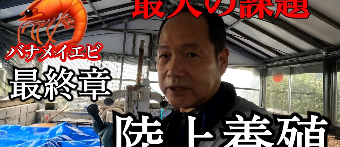 【陸上養殖の課題】溶存酸素量との戦い！最終章、バナメイエビの水揚げ！【高知アクアリウム】