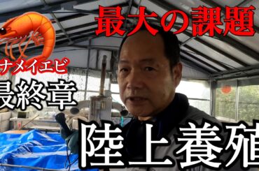 【陸上養殖の課題】溶存酸素量との戦い！最終章、バナメイエビの水揚げ！【高知アクアリウム】