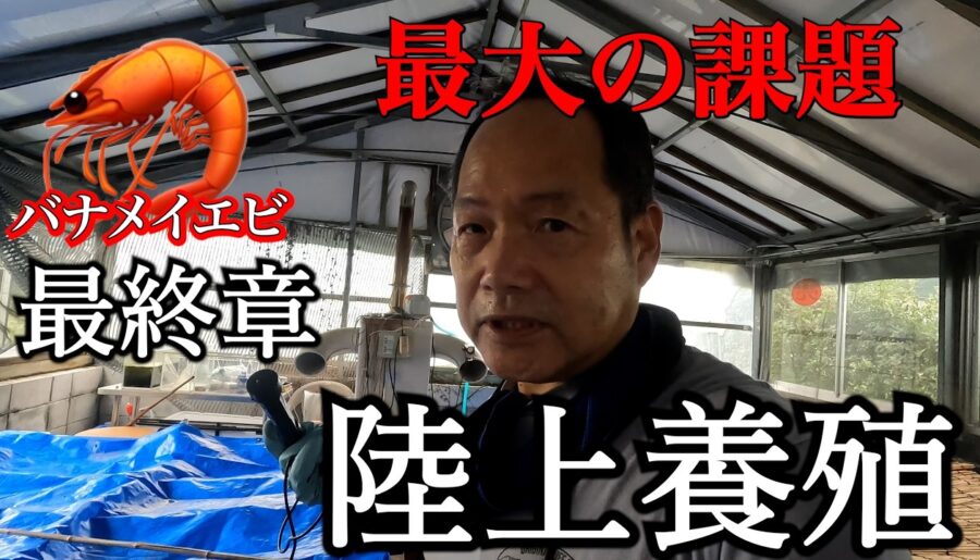 【陸上養殖の課題】溶存酸素量との戦い！最終章、バナメイエビの水揚げ！【高知アクアリウム】