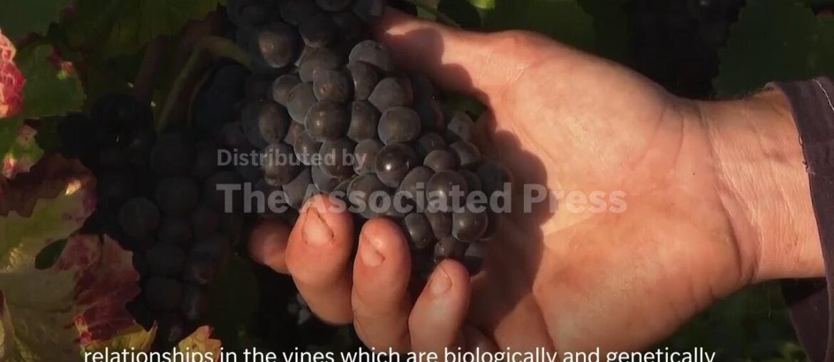 Modern Pinot Noir genetically identical to its medieval ancestor