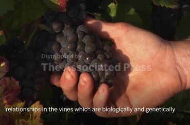 Modern Pinot Noir genetically identical to its medieval ancestor