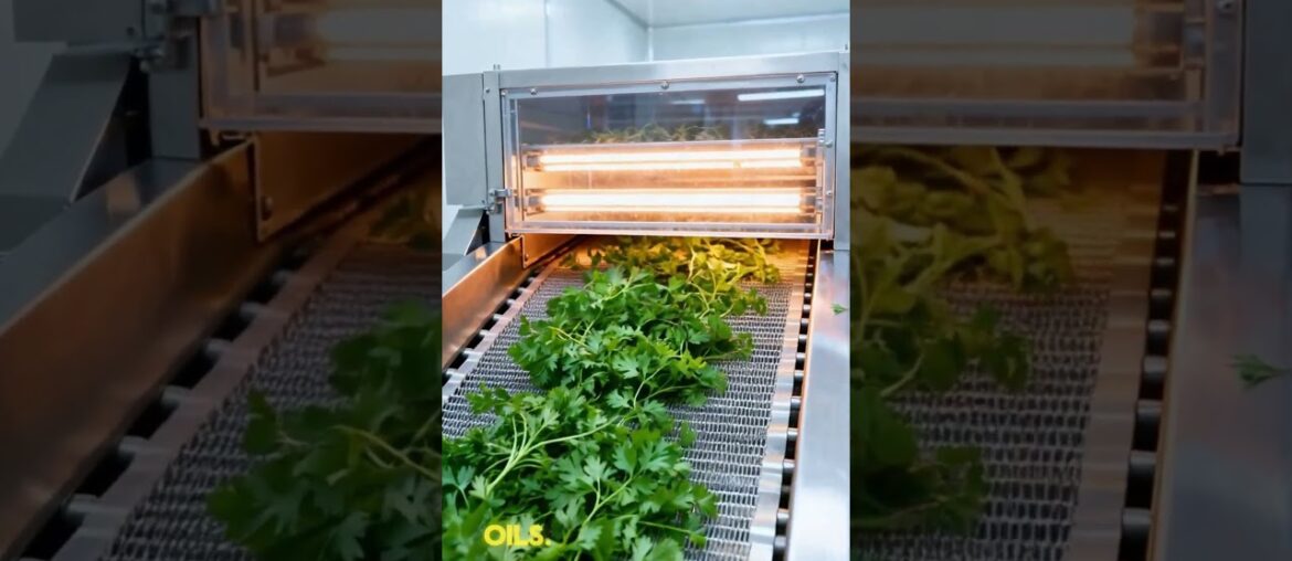 Why Top Chefs Love Chervil: The Secret to French Cuisine