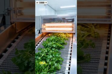 Why Top Chefs Love Chervil: The Secret to French Cuisine