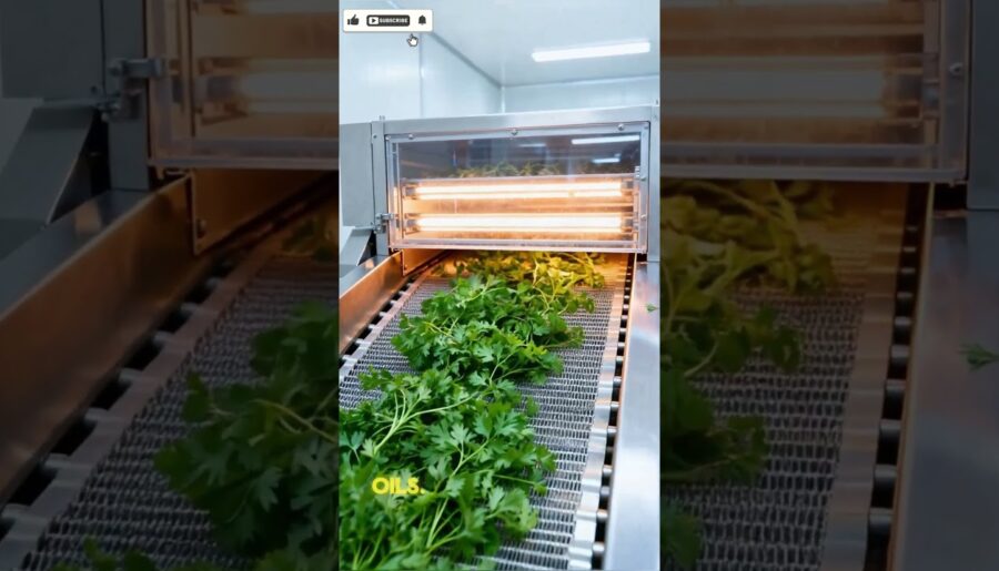 Why Top Chefs Love Chervil: The Secret to French Cuisine