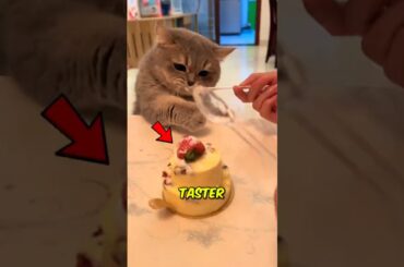 The Gourmet’s Toll #SeaShanty #CatLife #FoodieCat #Wellerman #TinyTaster