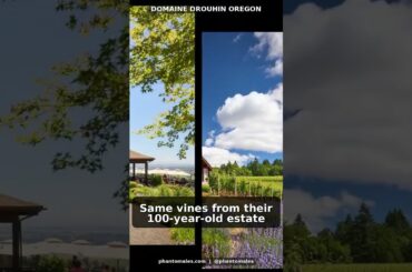 French Wine Dynasty Bets Big on Oregon #Shorts