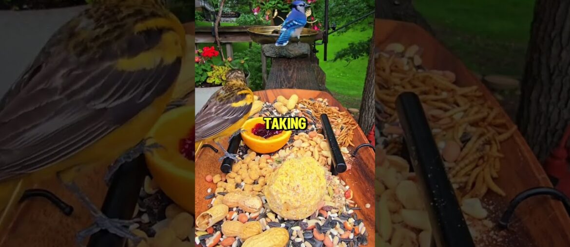 Birds Enjoy a Backyard Gourmet Buffet 🐦✨ #shorts