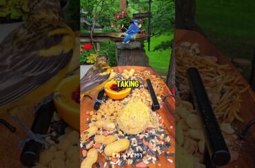 Birds Enjoy a Backyard Gourmet Buffet 🐦✨ #shorts