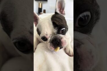 Frenchie Eats Banana Like a Tiny Human 😂