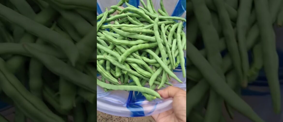 French beans boil recipe 🥗🍴 #mylocalkitchencooking #frenchbeansrecipe