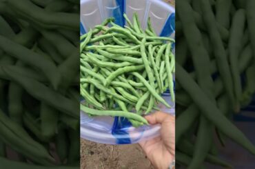 French beans boil recipe 🥗🍴 #mylocalkitchencooking #frenchbeansrecipe