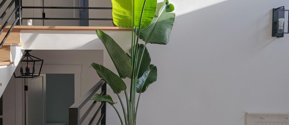 I love statement plants