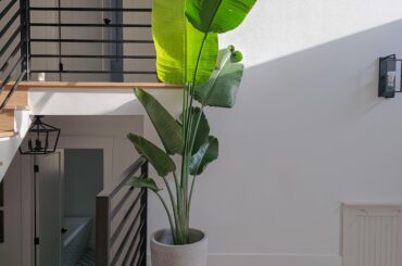 I love statement plants