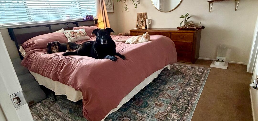 Update for anyone interested in the rug we picked :) pic 3 is the before I posted 2 weeks ago