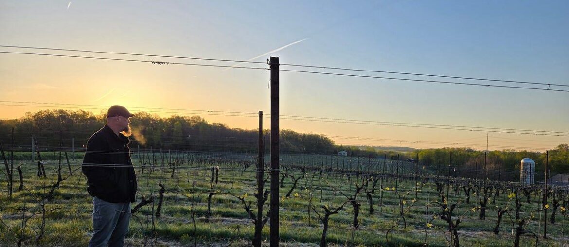 'Widespread devastation': Frost damages grape buds across multiple Eastern states