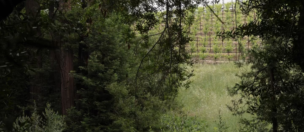 2023 Napa Cabs – Worth the Hype? 2023 Napa Cabs - Worth the Hype?