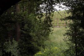 2023 Napa Cabs - Worth the Hype?