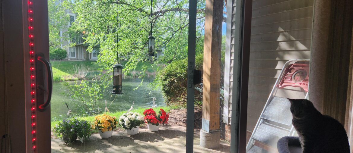 Got outdoor area i want to decorate. Bird feeders have helped but it feels empty. Has a lot of bugs with lake nearby.