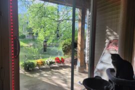 Got outdoor area i want to decorate. Bird feeders have helped but it feels empty. Has a lot of bugs with lake nearby.