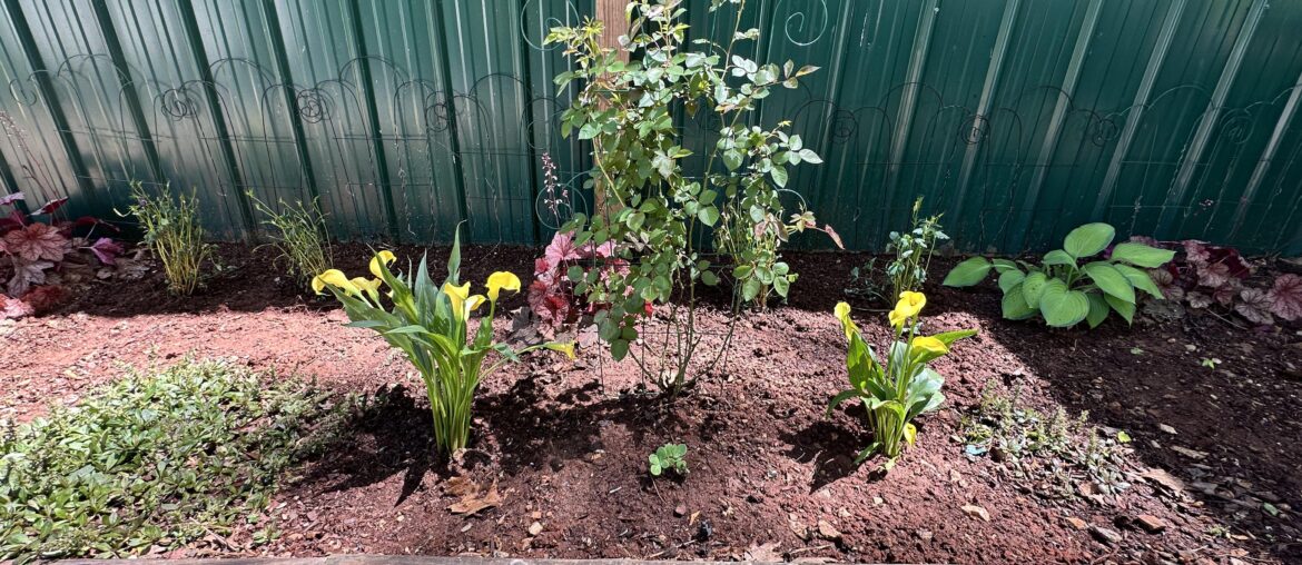 These are my Calla Lily’s 😊