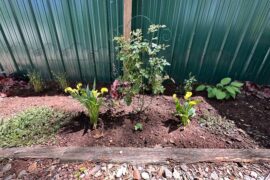 These are my Calla Lily’s 😊