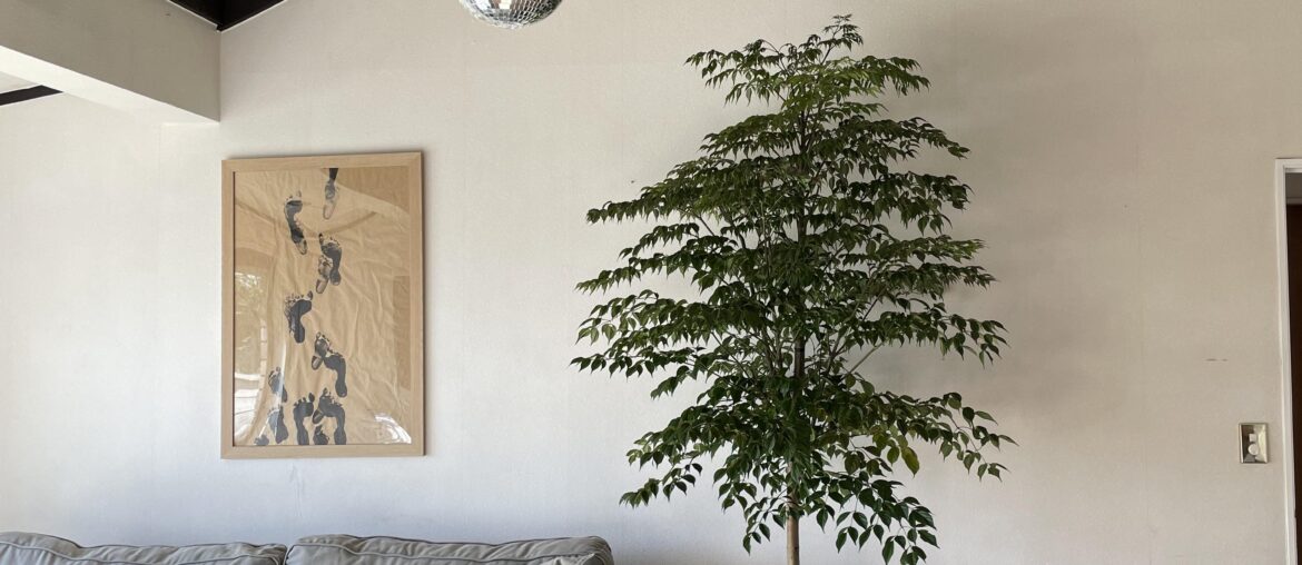 What colour rug and what colour pot for the tree?