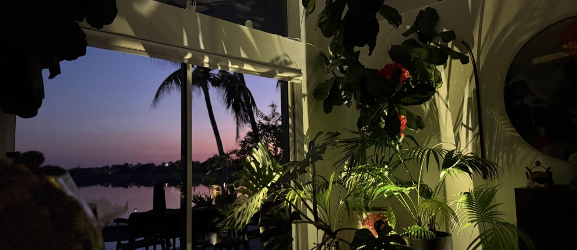 Thoughts on this plant corner and lights?