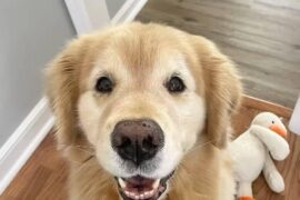 Is 30,000Pa suction actually better than 8,000Pa in a robot vacuum? asking because my golden’s hair is basically becoming part of the carpet