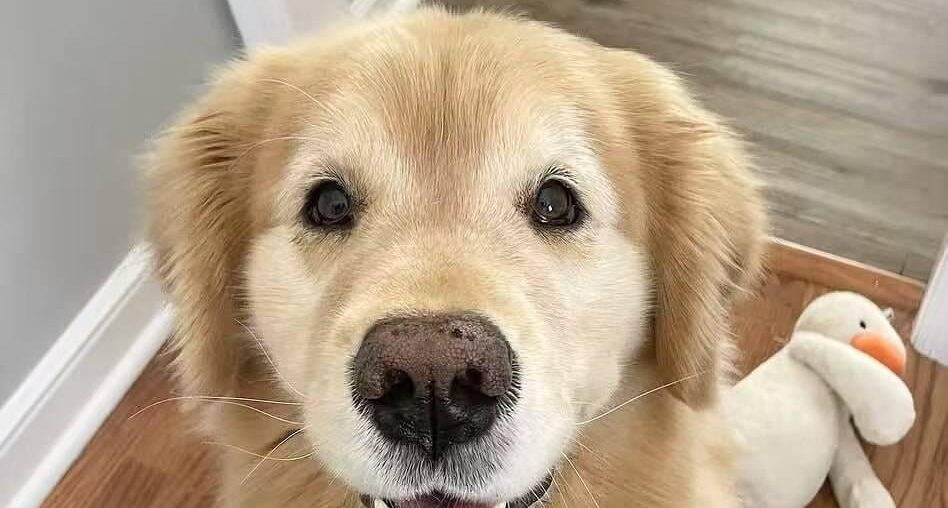 Is 30,000Pa suction actually better than 8,000Pa in a robot vacuum? asking because my golden’s hair is basically becoming part of the carpet