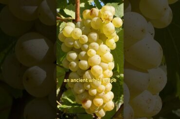 Why a "BALD" King is RESPONSIBLE for Your Wine!?  #shorts #storytime #france