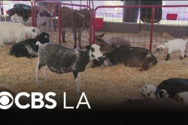 LA County kicks off in Pomona