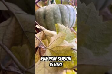 Time to cook Pumpkins🎃 #freshproduce #garden #pumpkin